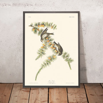 Pinzimonio di pino di John James Audubon 1827 