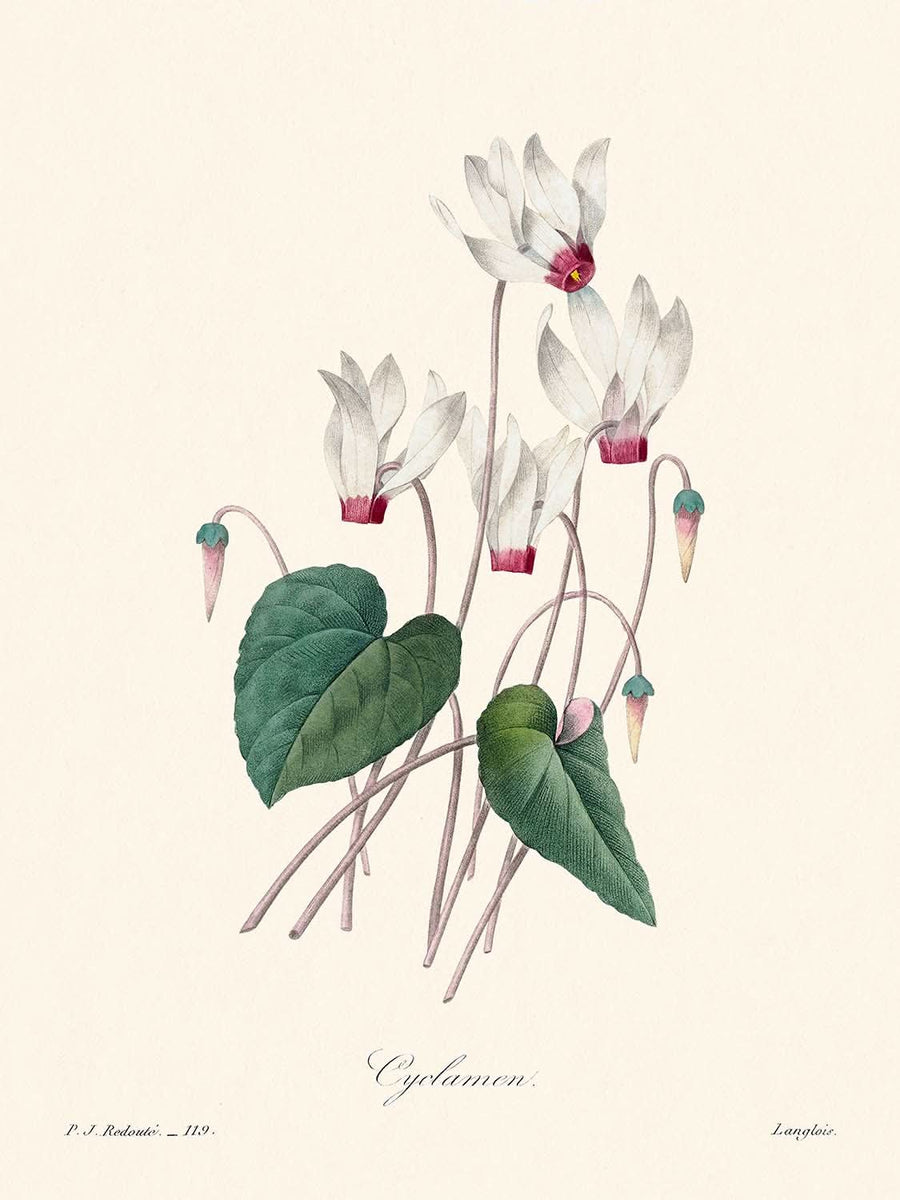 Ciclamino di Pierre-Joseph Redouté, 1802 