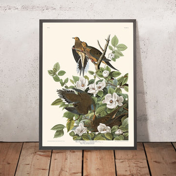 Piccione Carolina di John James Audubon, 1827 