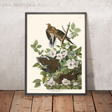 Piccione Carolina di John James Audubon, 1827 