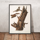 Common Flying Squirrel (Pteromys volucella) by John Woodhouse Audubon, 1845
