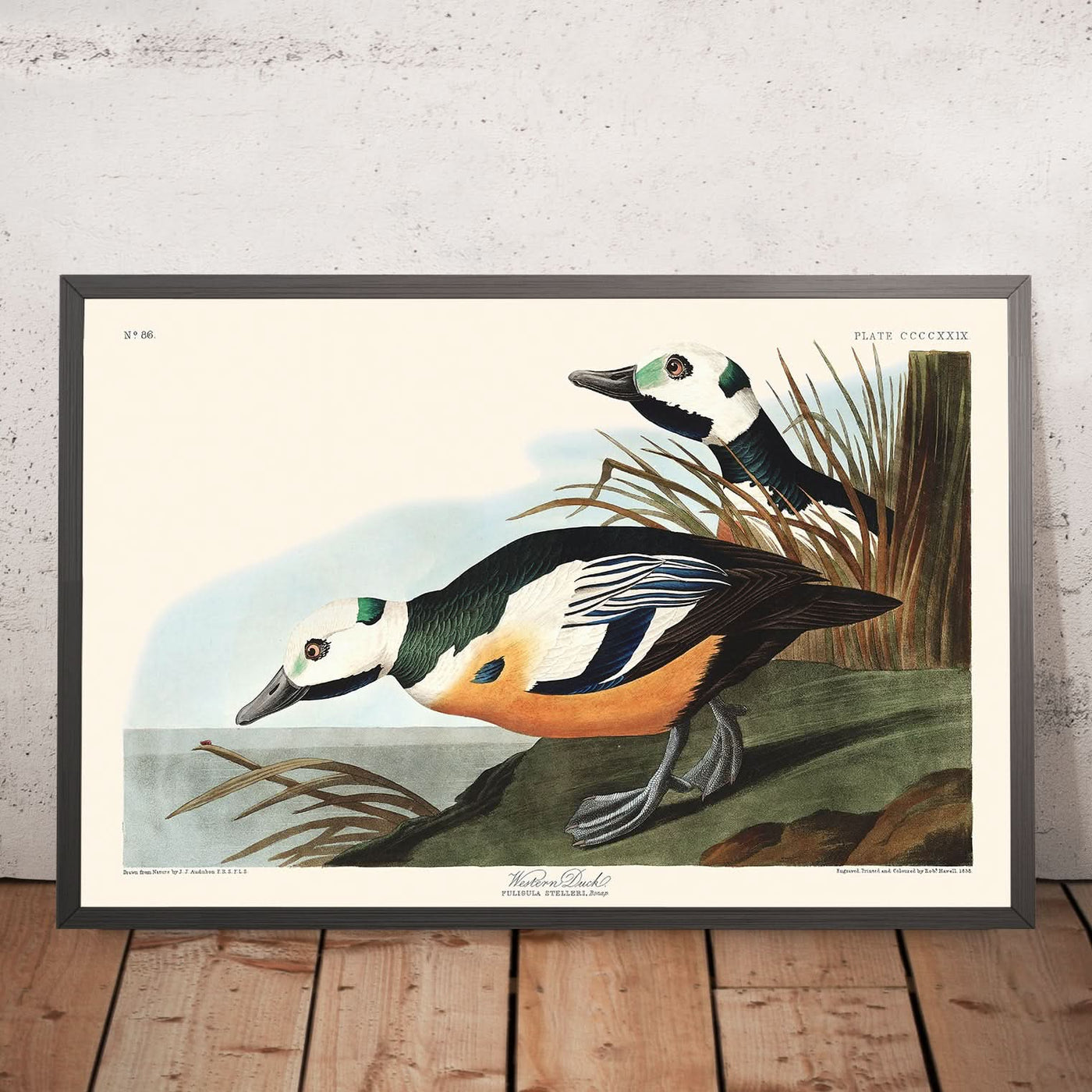 Westliche Ente von John James Audubon, 1827 