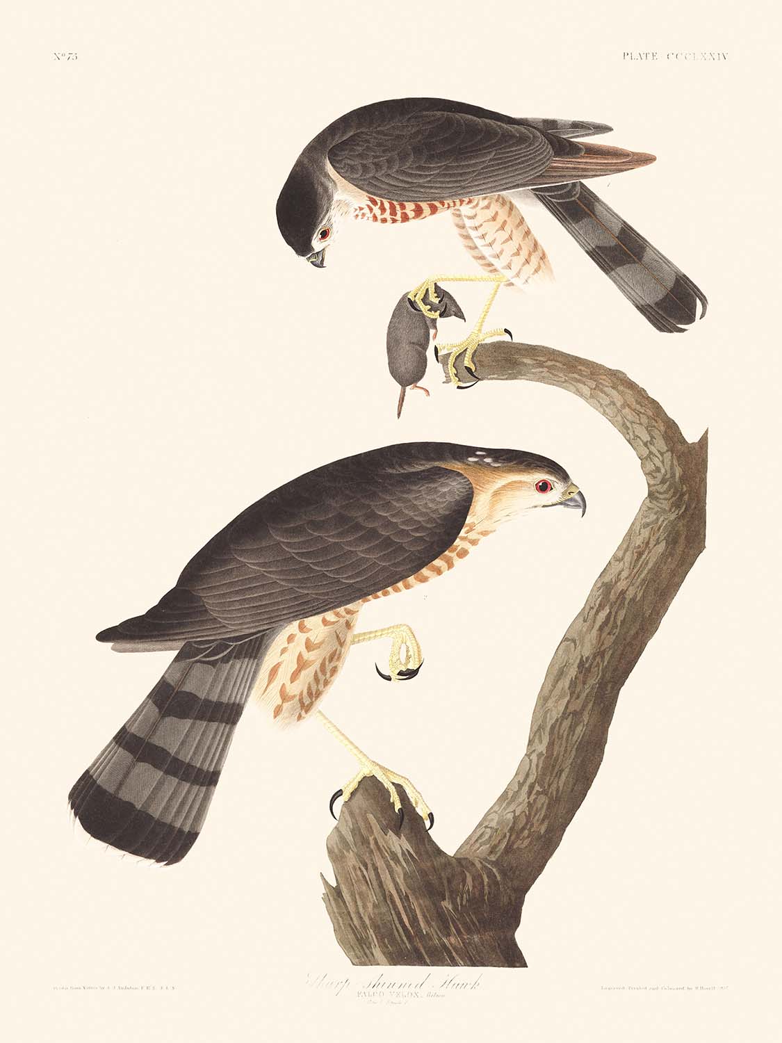 Sharp-shinned Hawk by John James Audubon 1827