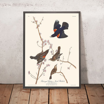 Storno dalle ali rosse (Merlo di palude) di John James Audubon 1827 