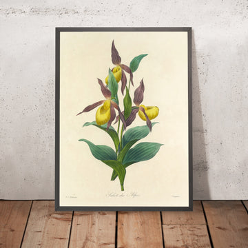 A framed image of Choix des plus belles fleurs, Plate 102 by Pierre Joseph Redouté, 1827