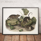 Brown Rat (Rattus norvegicus) by John Woodhouse Audubon, 1845