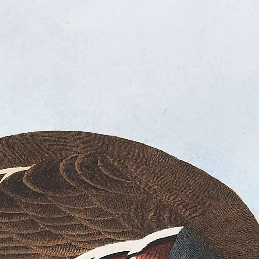 Perdiz emplumada y perdiz patilarga, de John James Audubon, 1827