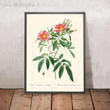 Rosa Hudsoniana Salicifolia von Pierre-Joseph Redouté, 1817 