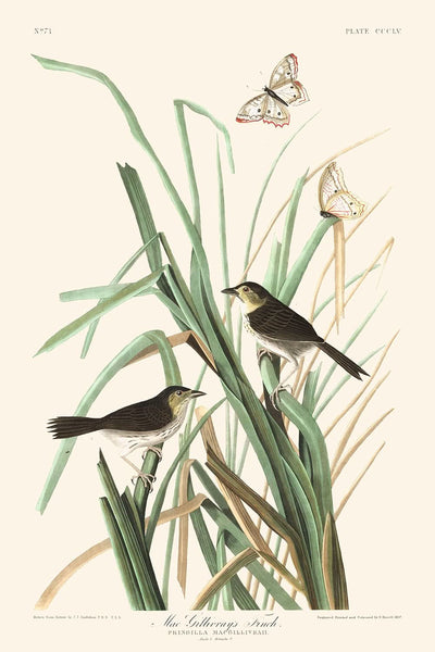 Pinzón de MacGillivray por John James Audubon, 1827