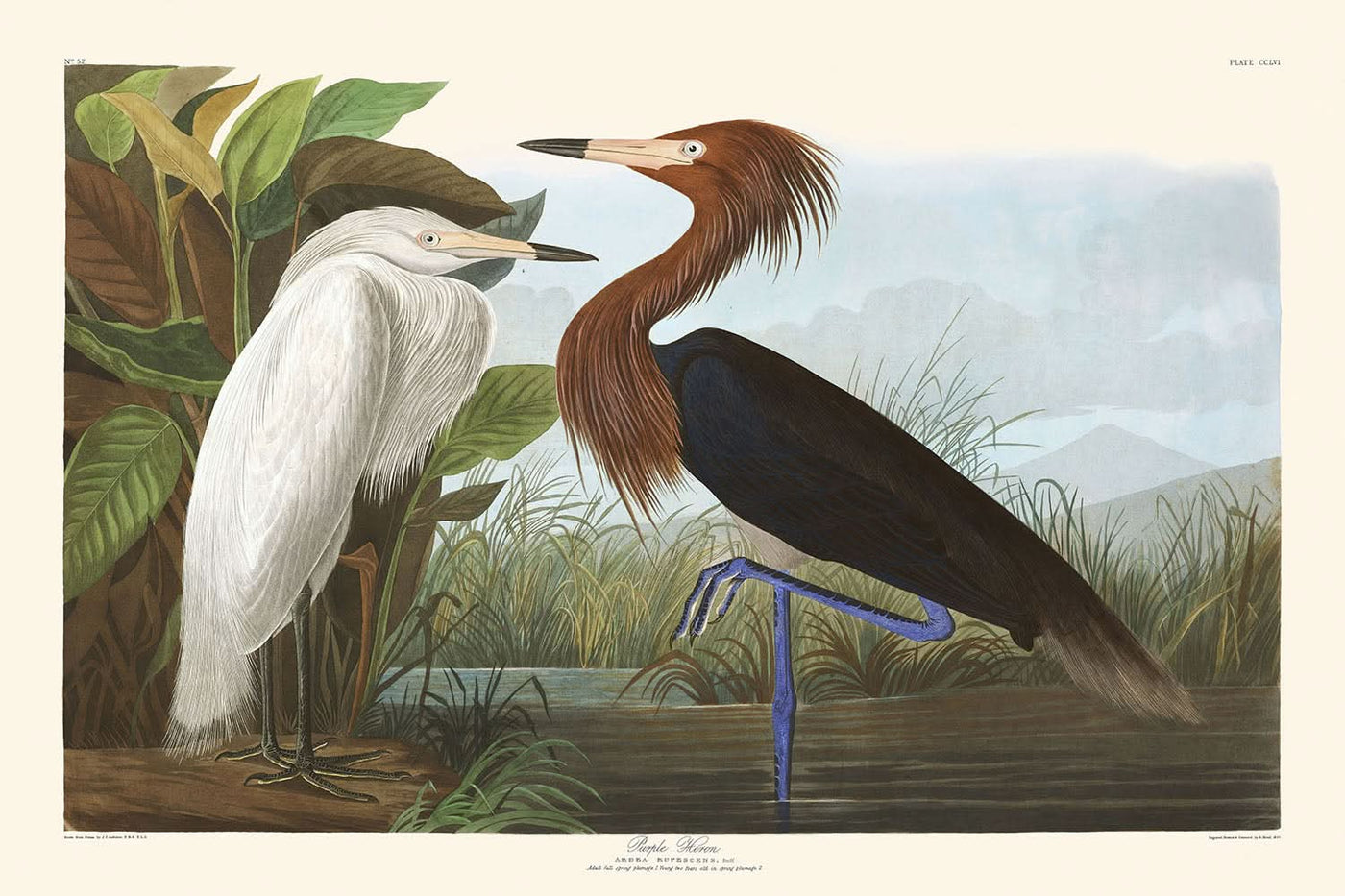 Garza púrpura, de John James Audubon, 1827