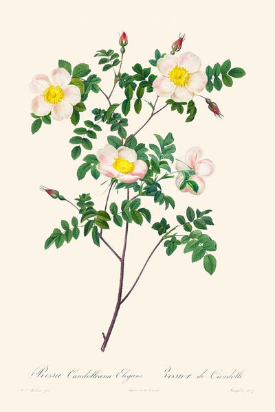 Rosa Candolleana Elegans von Pierre-Joseph Redouté, 1817