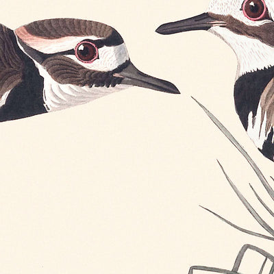 Chorlito de Kildeer, de John James Audubon, 1827