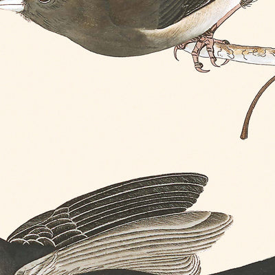 Snow Bird by John James Audubon, 1827