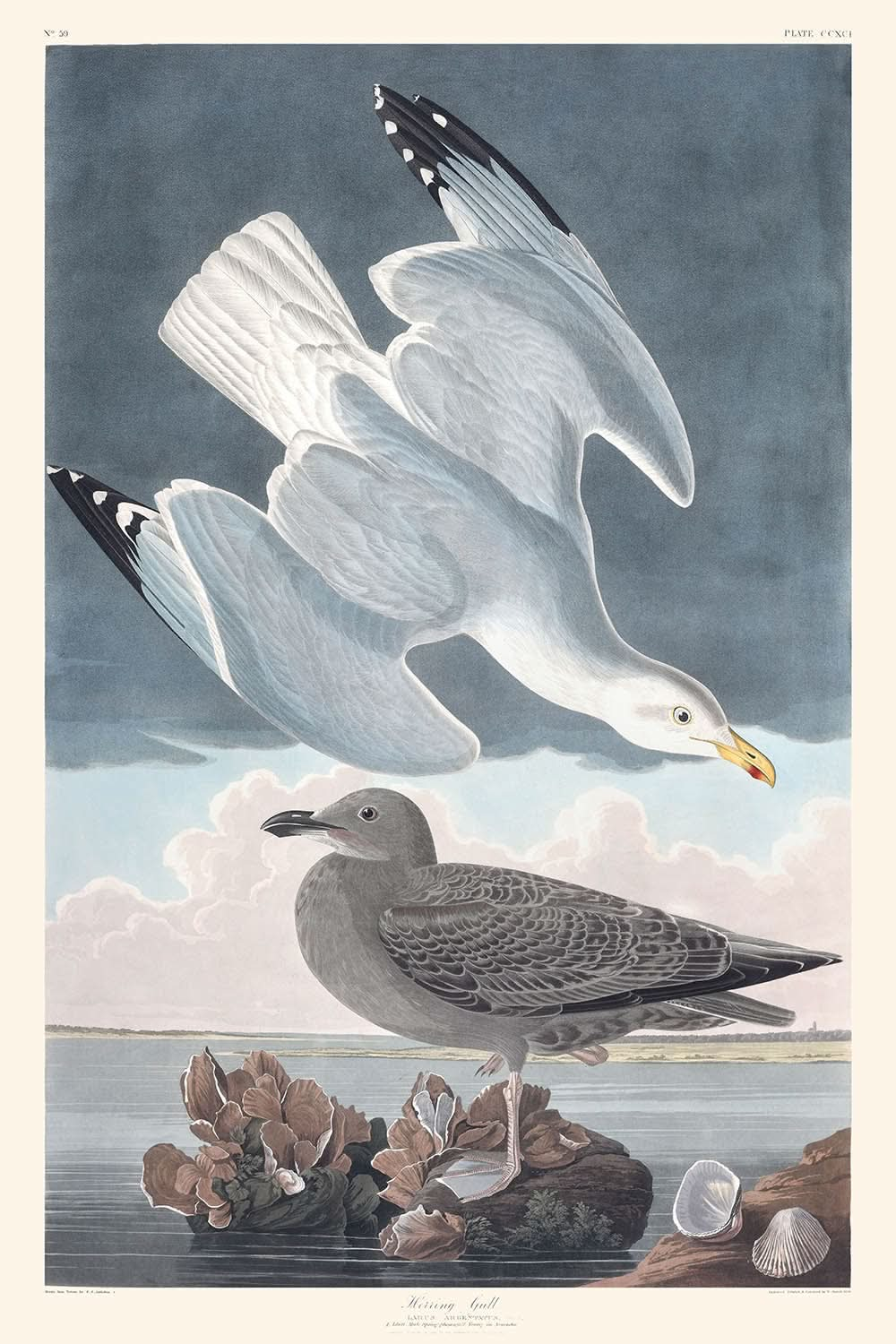 Goéland argenté par John James Audubon, 1827