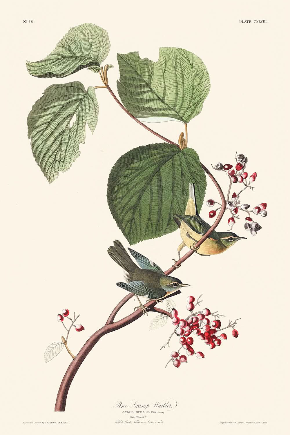 Fauvette des marais par John James Audubon, 1827