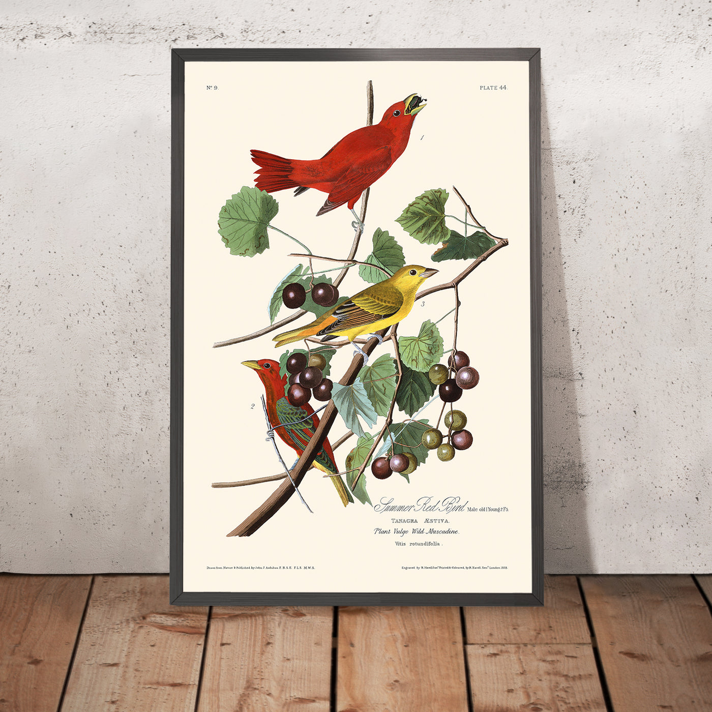 A framed image of Summer Red Bird by John James Audubon, 1827