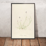 Linaria pauciflora (Plate 18) by Pierre Joseph Redouté, 1813
