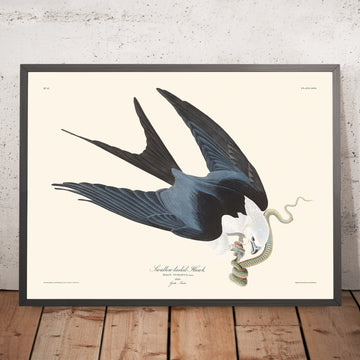 Ein gerahmtes Bild des Schwalbenschwanzbussards von John James Audubon, 1827