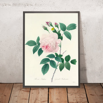 A framed image of Rosa indica Grande Indienne (Plate 91) by Pierre Joseph Redouté, 1827
