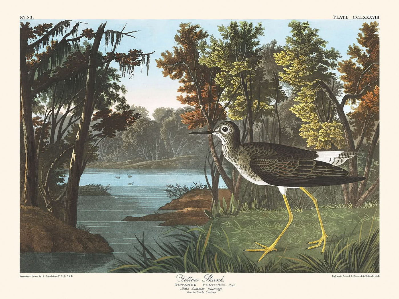 Yellow Shank by John James Audubon, 1827