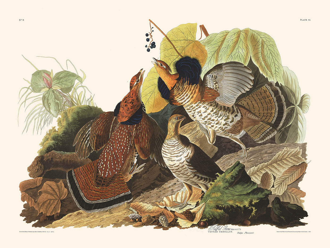 Ruffed Grouse by John James Audubon, 1827