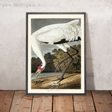 Hooping Crane by John James Audubon, 1827
