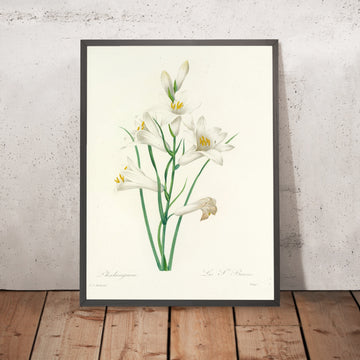 A framed image of Phalangium (Plate 69) by Pierre Joseph Redouté, 1827