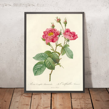 A framed image of Rosa centifolia Anemonoides by Pierre Joseph Redouté, 1817