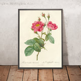 Rosa centifolia Anemonoides by Pierre Joseph Redouté, 1817
