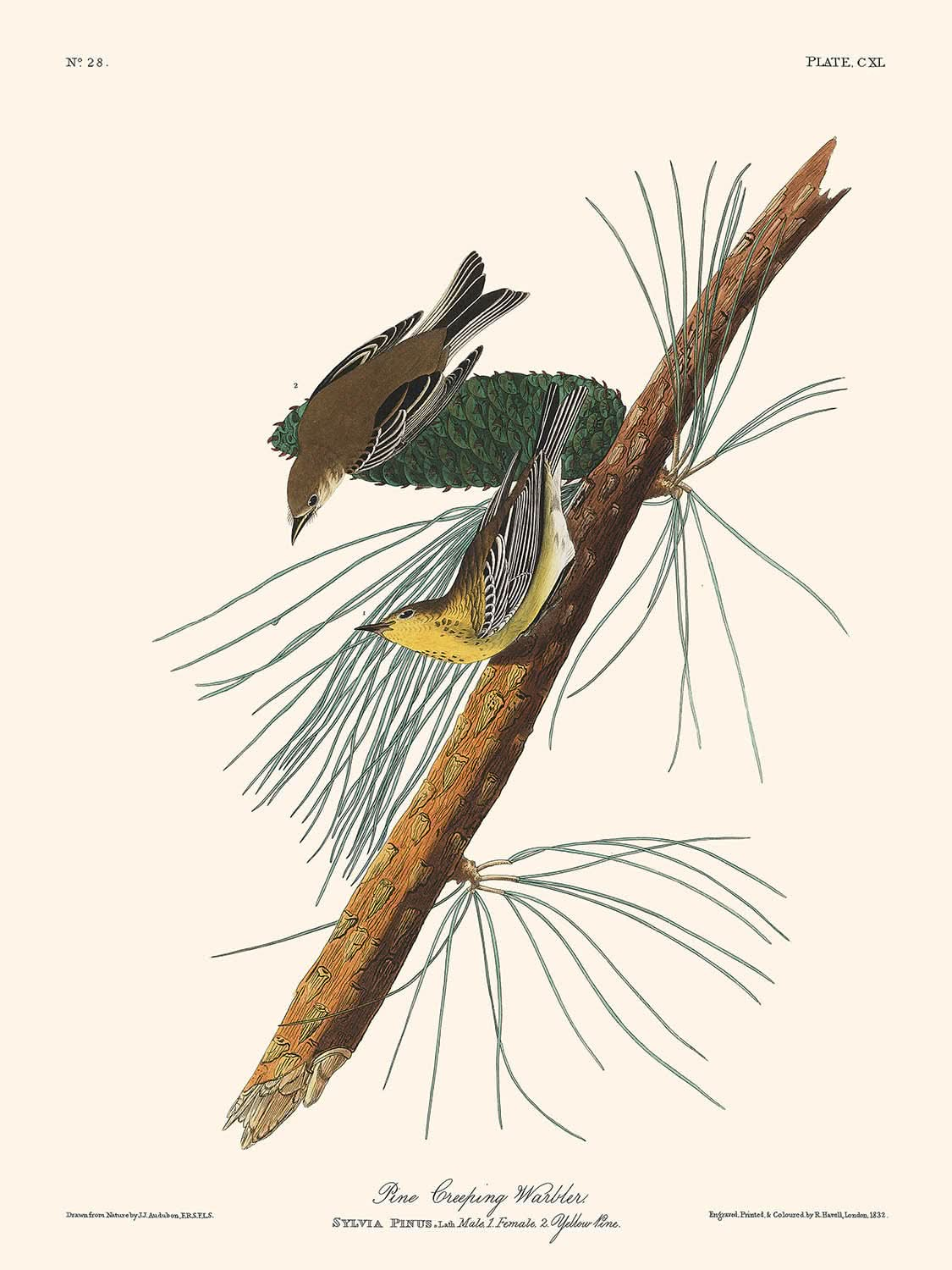 Fauvette rampante des pins par John James Audubon, 1827