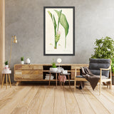 Turmeric (Curcuma longa, Plate 52) by Pierre Joseph Redouté, 1805
