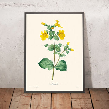 Mimulus de Pierre-Joseph Redouté, 1802