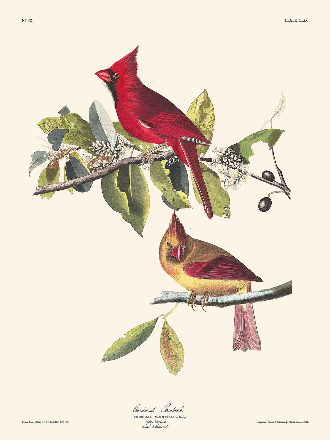 Cardinal Grosbeak par John James Audubon, 1827