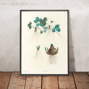 A framed image of Wild Strawberry (Fragaria vesca, Plate 47) by Pierre Joseph Redouté, 1805