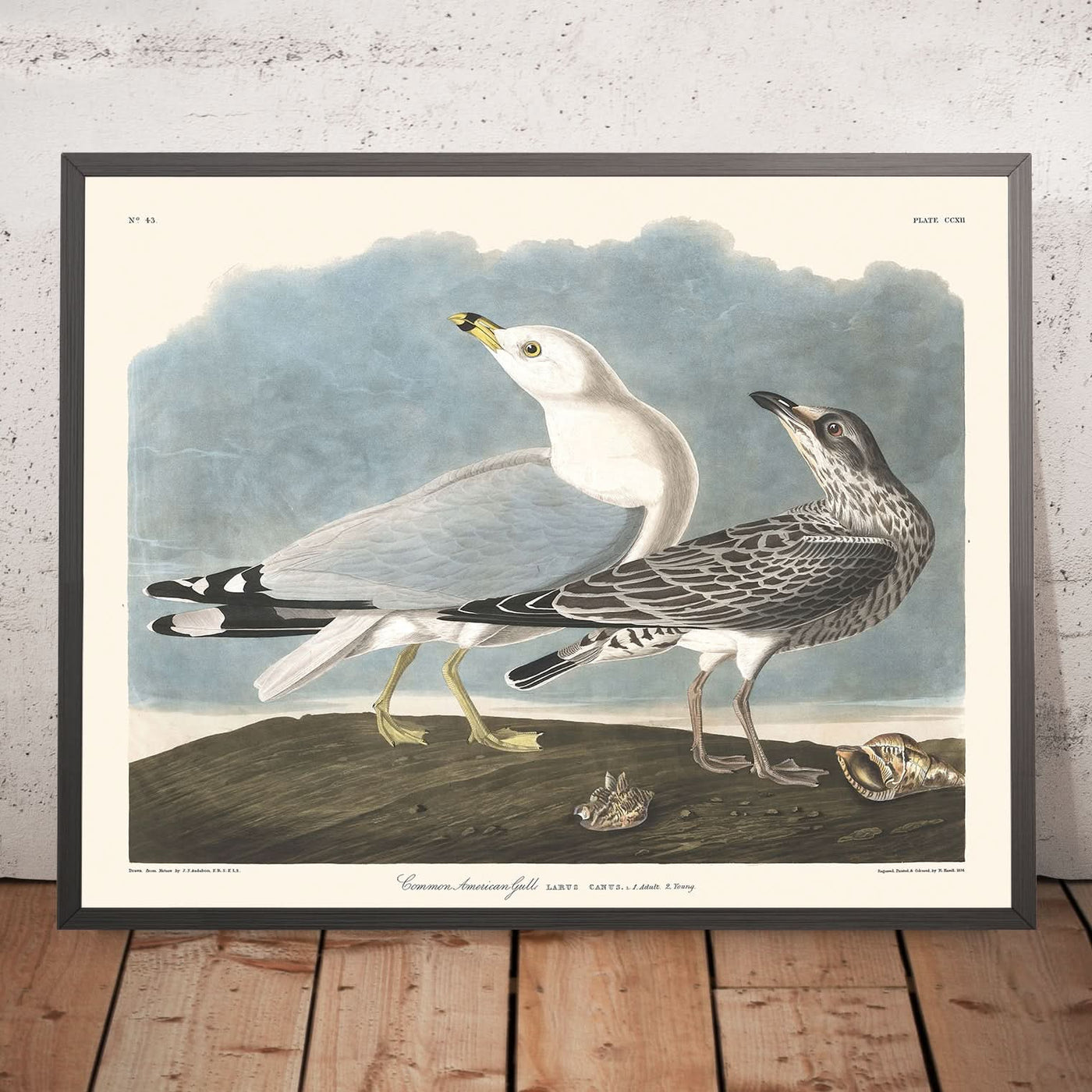 Common American Gull (Sea Gull) by John James Audubon, 1827