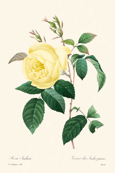 Rosa amarilla de Pierre-Joseph Redouté, 1802