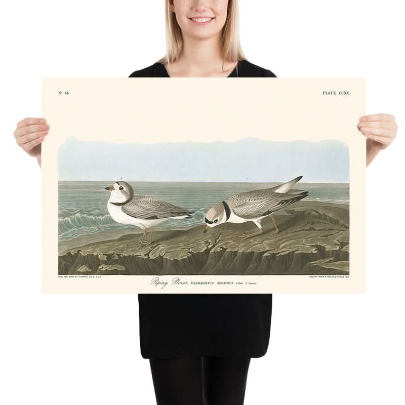 Piping Plover di John James Audubon, 1827 