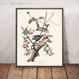 Downy Woodpecker by John James Audubon, 1827