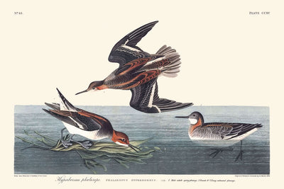 Falaropo hiperbóreo de John James Audubon, 1827