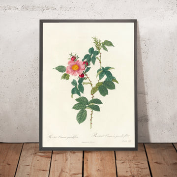 A framed image of Dog Rose (Rosa canina grandiflora) by Pierre Joseph Redouté, 1817