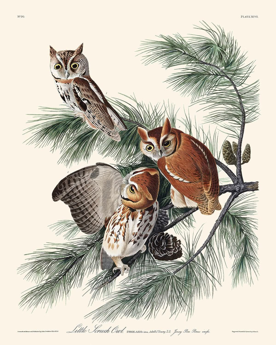 Civetta screech di John James Audubon, 1827 