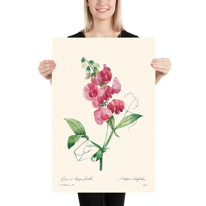 Guisante eterno de Pierre-Joseph Redouté, 1802