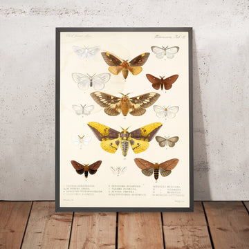 A framed image of 