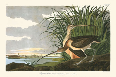 Courlis à long bec par John James Audubon, 1827