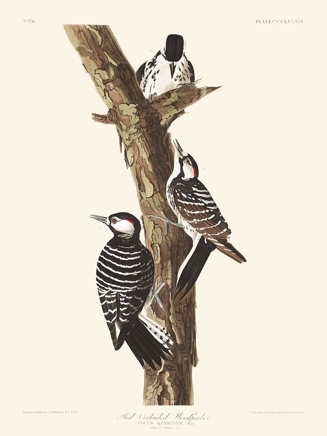 Red-Cockaded Woodpecker by John James Audubon, 1827