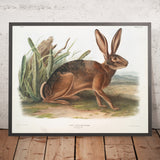 Black-tailed Jackrabbit (Lepus californicus) by John Woodhouse Audubon, 1845