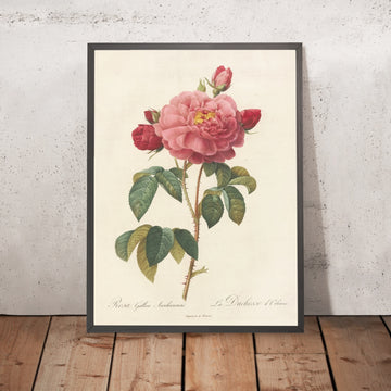 A framed image of French Rose (Rosa gallica Aurelianensis) by Pierre Joseph Redouté, 1817