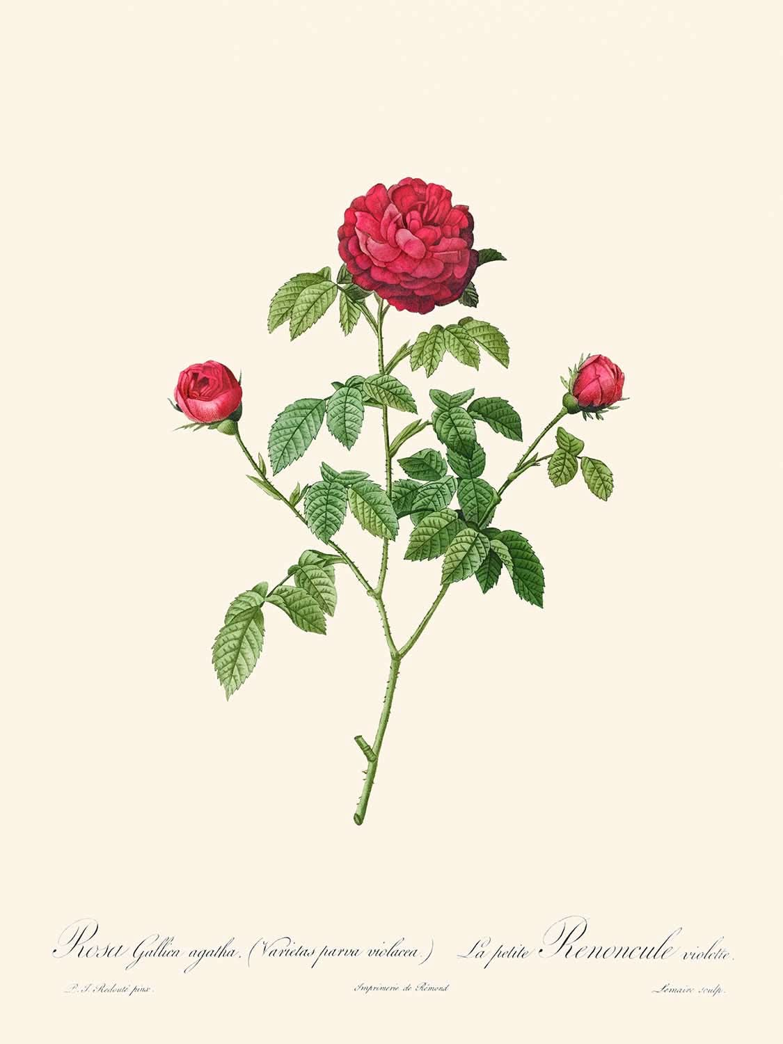 Provenza o rosa francesa de Pierre-Joseph Redouté, 1817