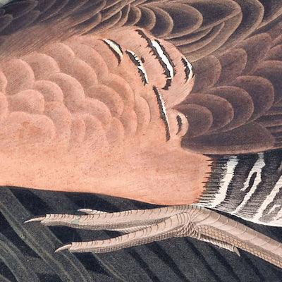 Süßwasser-Sumpfhuhn von John James Audubon, 1827