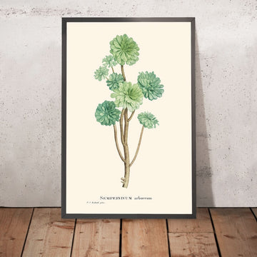 Casa di Suculenta da Pierre-Joseph Redouté, 1802 